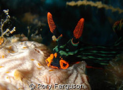 Dusky Nembrotha and friends. Maumere bay Flores.
Sony T3 by Rory Ferguson 